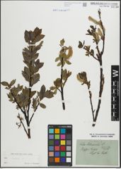 Foto von Salix hastata L.